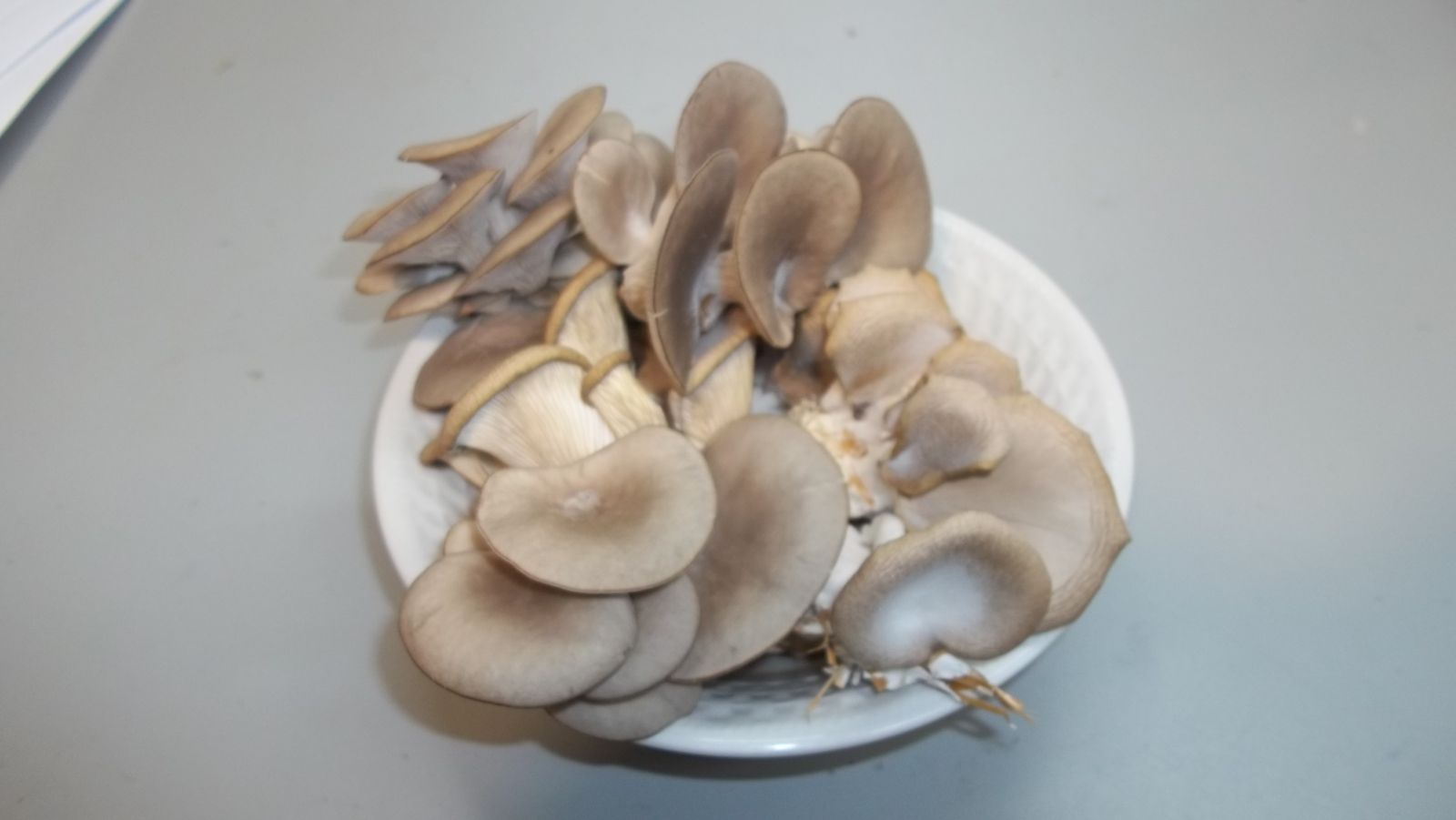 Oyster Mushroom Harvest