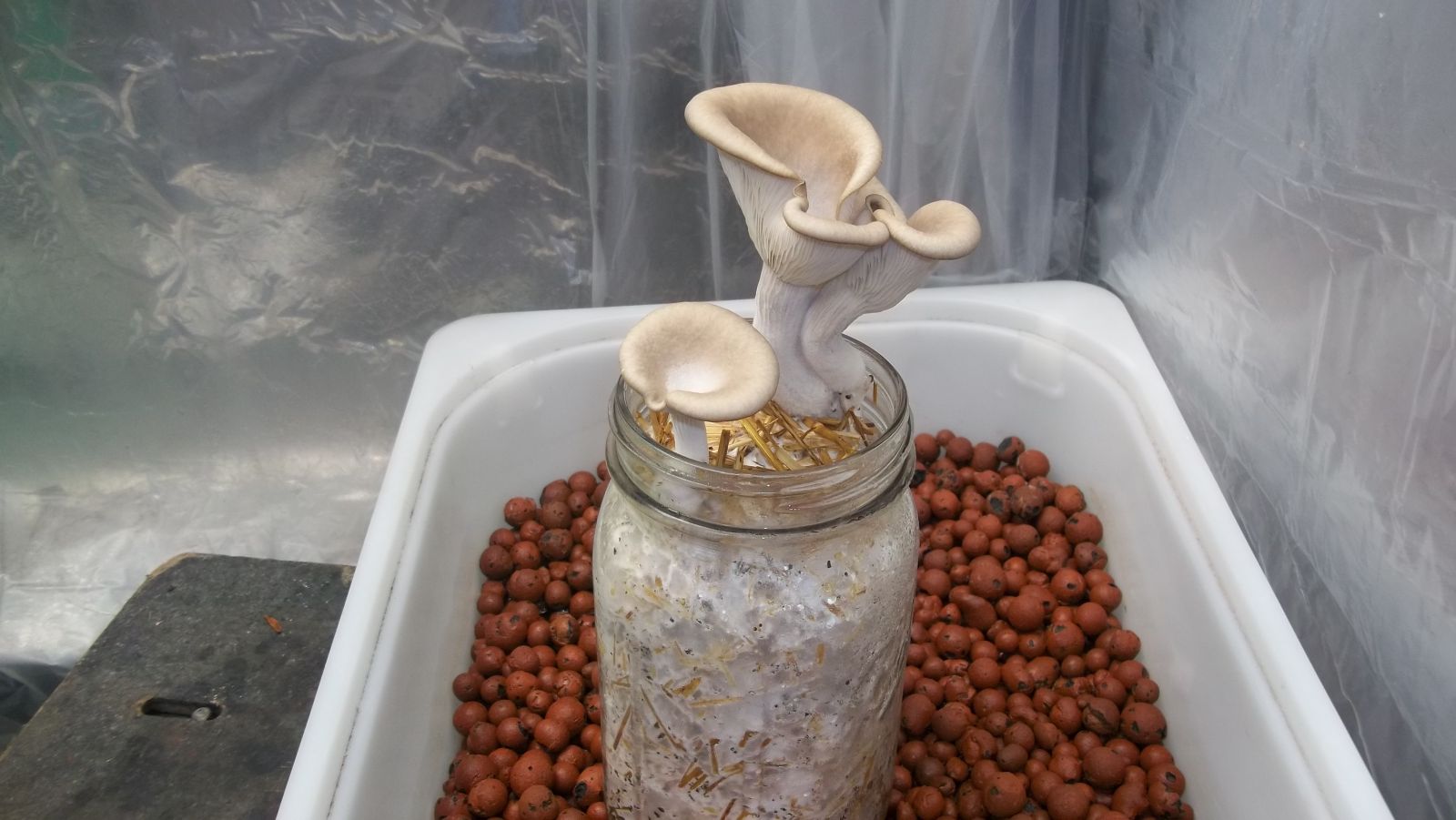 Oyster Mushrooms In A Jar
