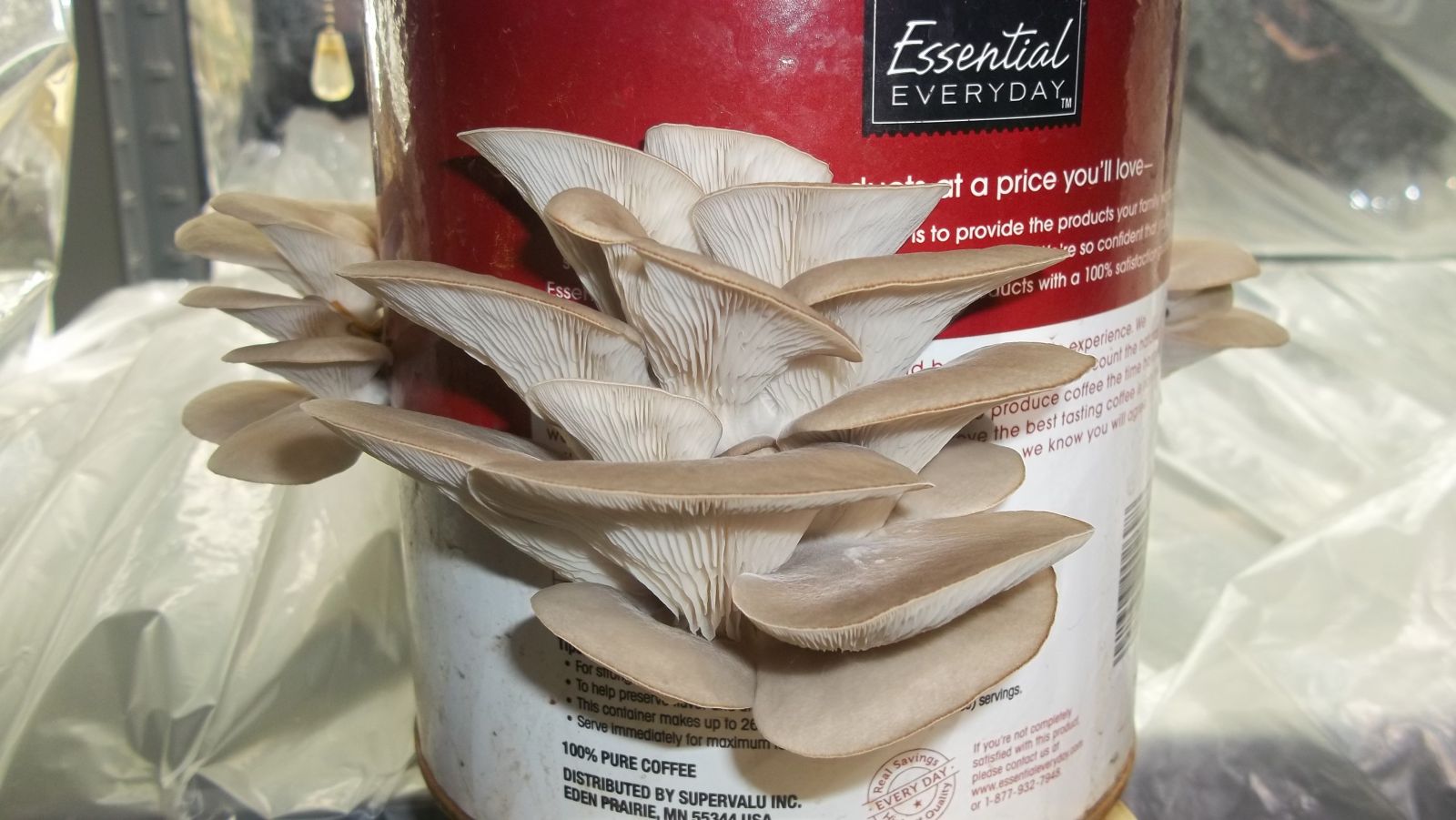 Oyster Mushrooms in coffee can