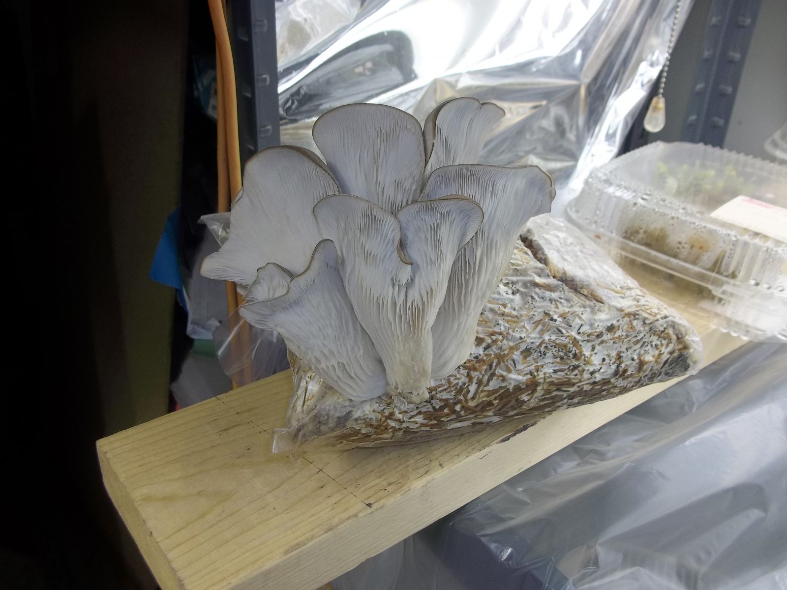 Oyster Mushroom Final Photo Before Picking