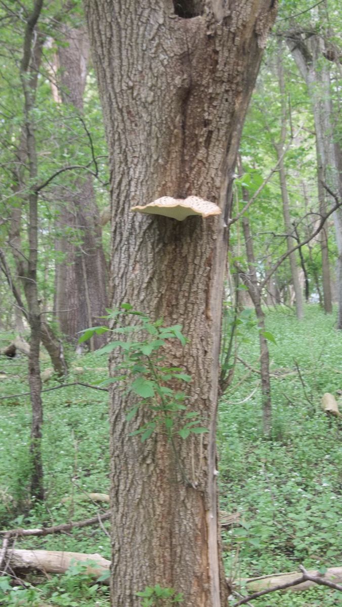 pheasants back mushroom