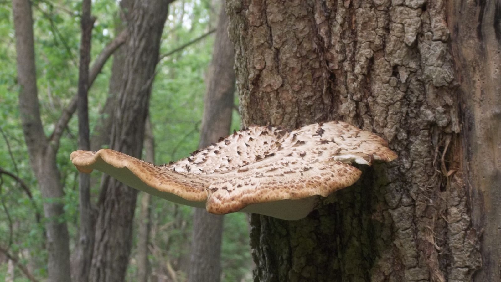 pheasants back mushroom