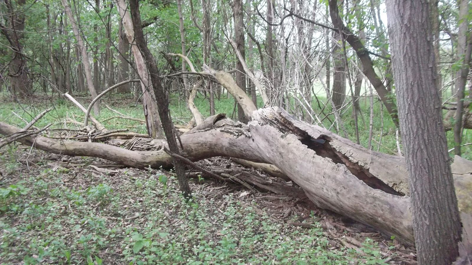 fallen trees