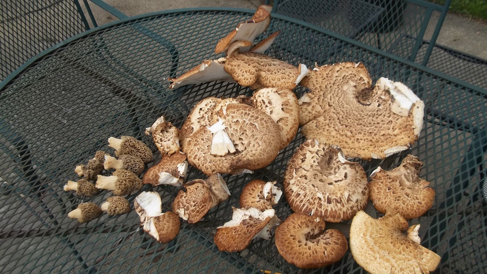 mushroom harvest