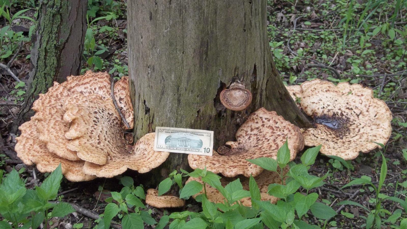 dryad's saddle mushroom