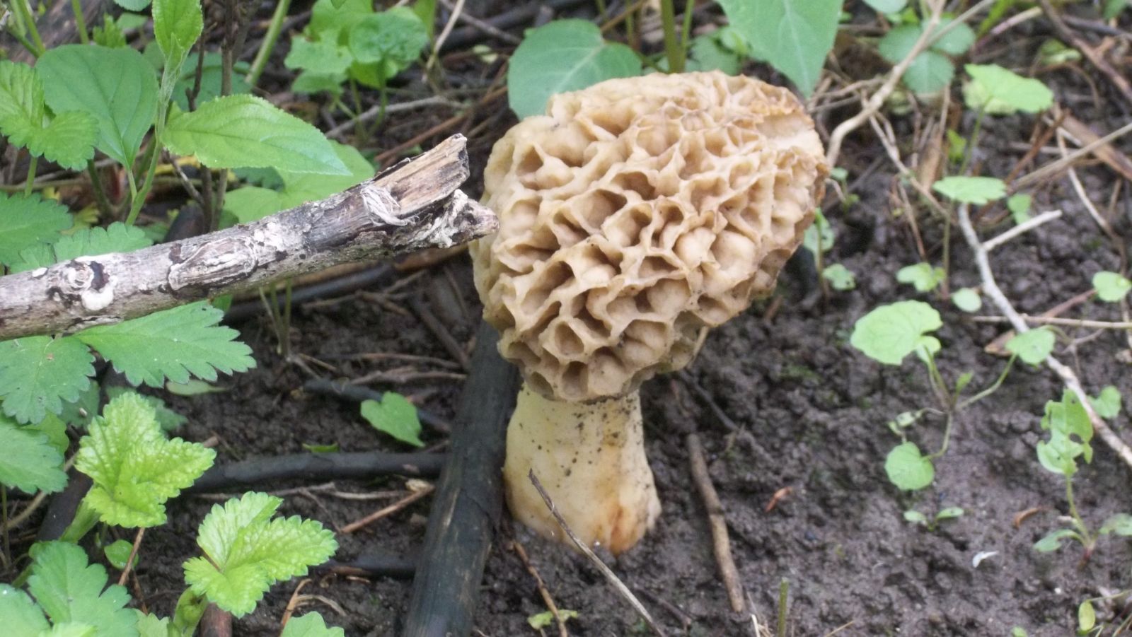 wild morel mushroom