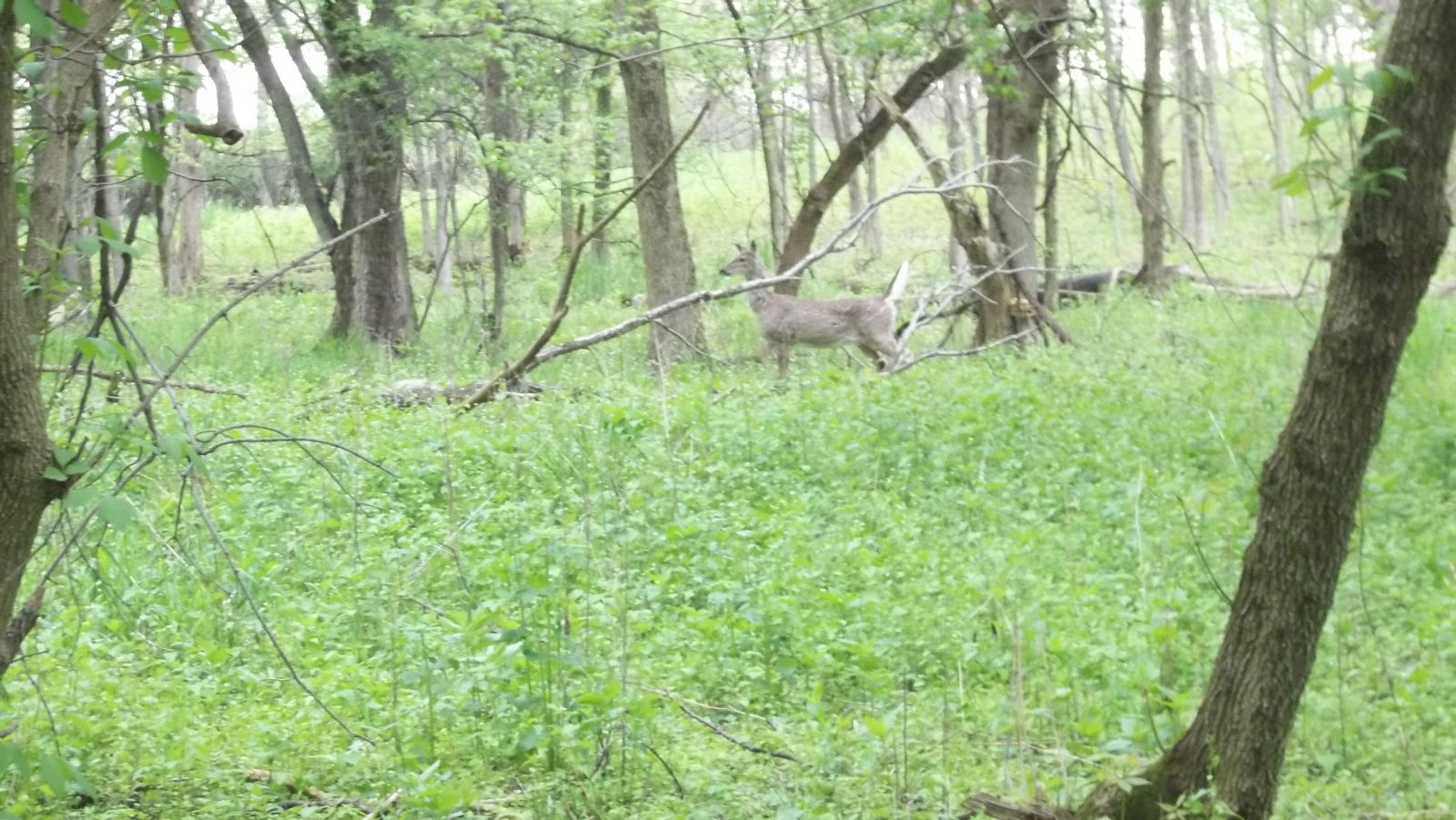 deer chasing coyote