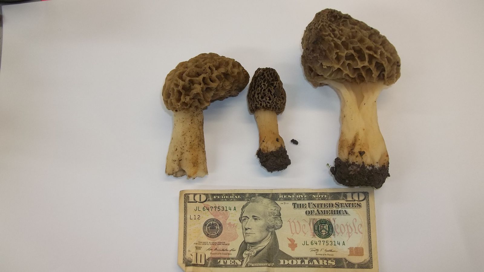 morel mushroom mycelium