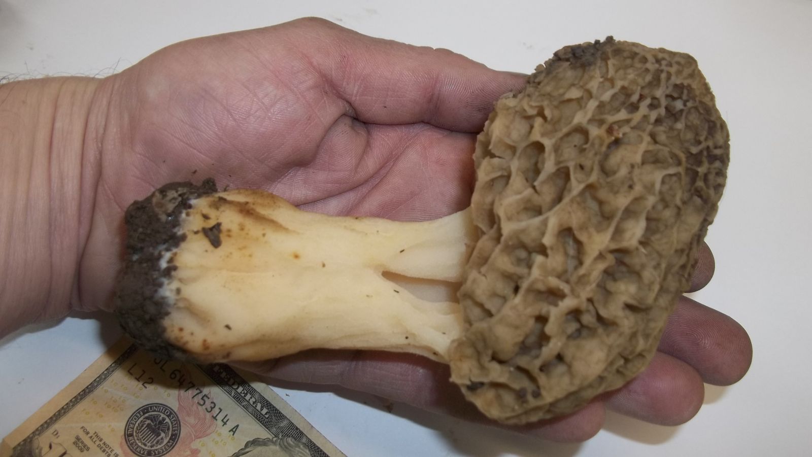 wild morel mushroom hunting