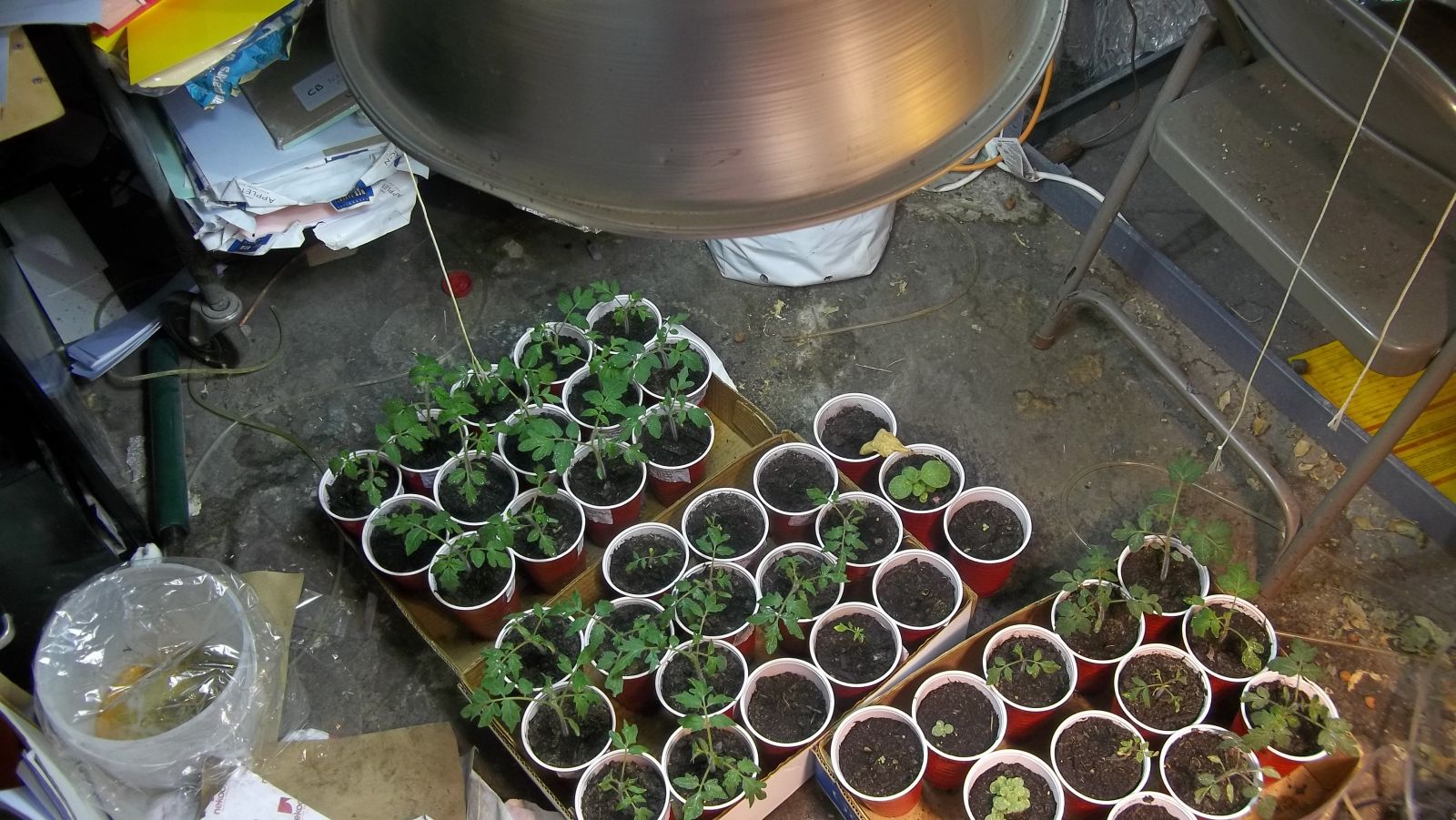 Seedlings under metal halide