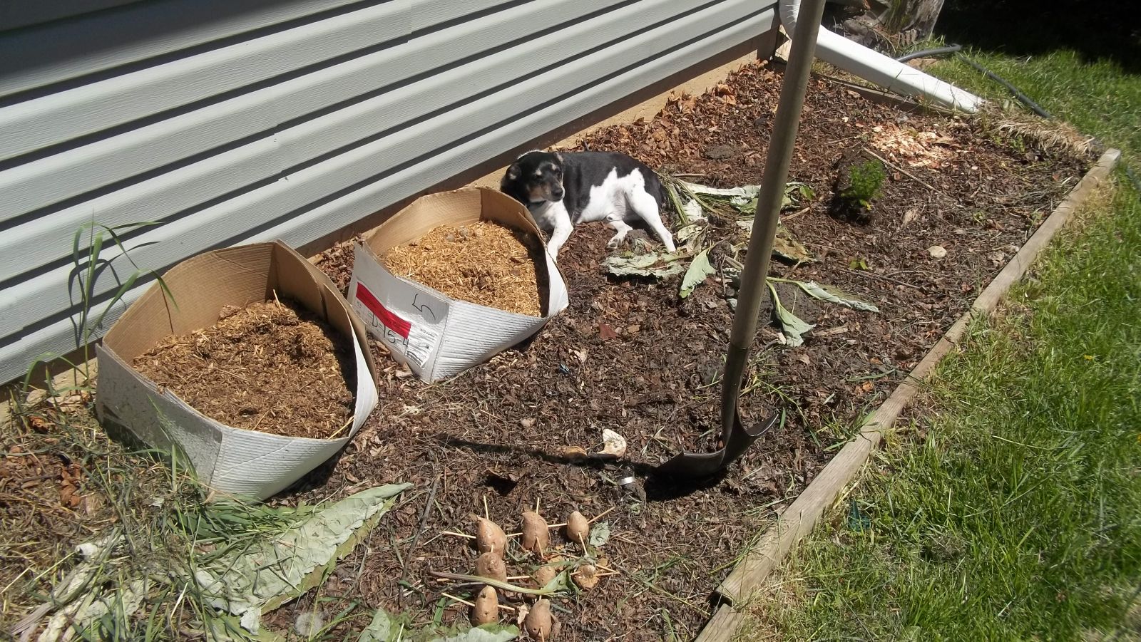 compost pile