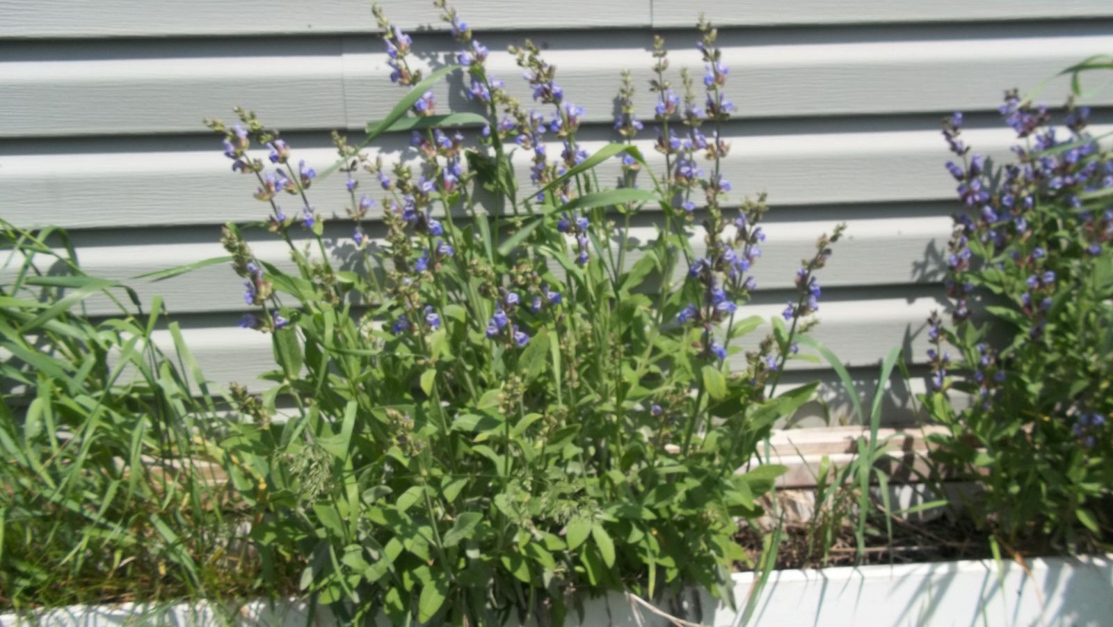 sage plant flowers