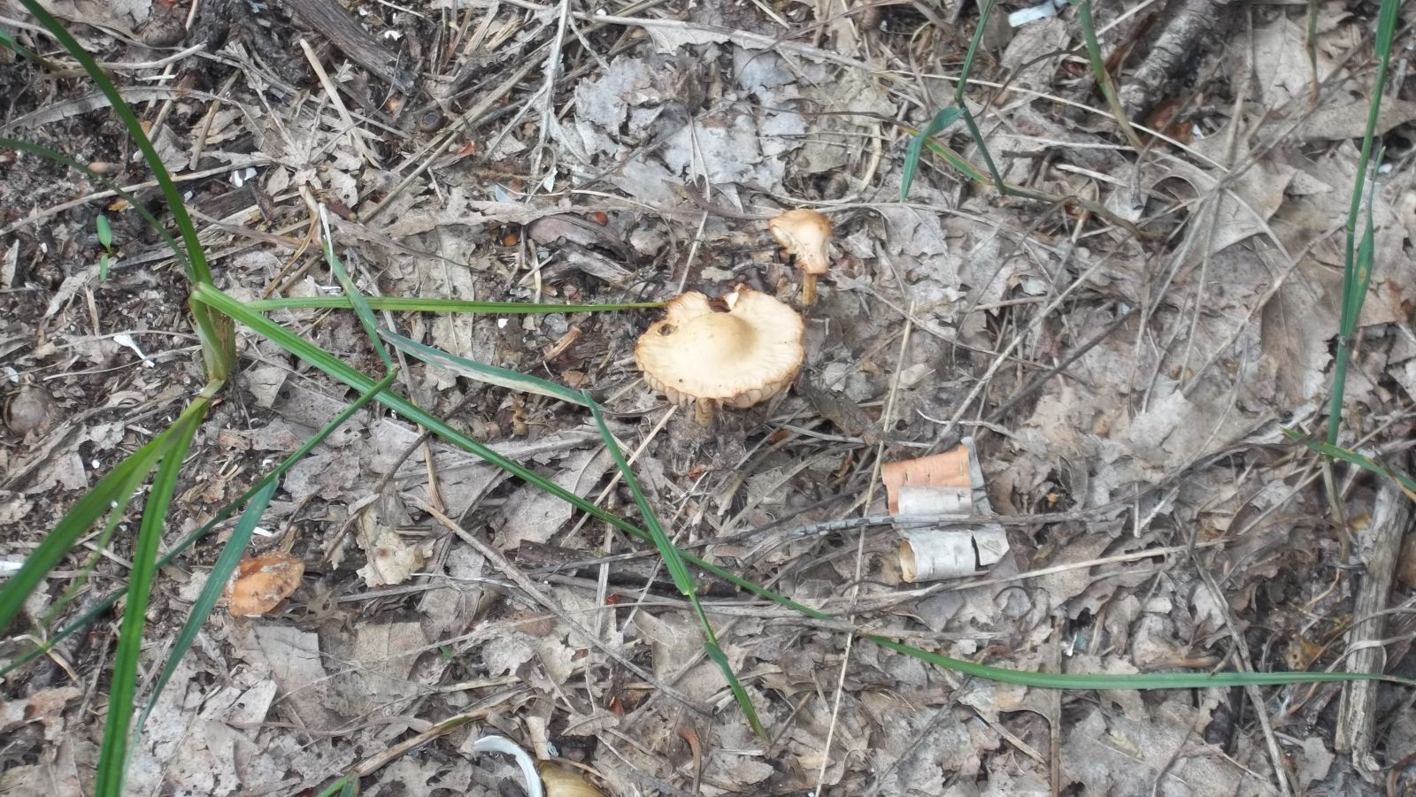 wild mushroom