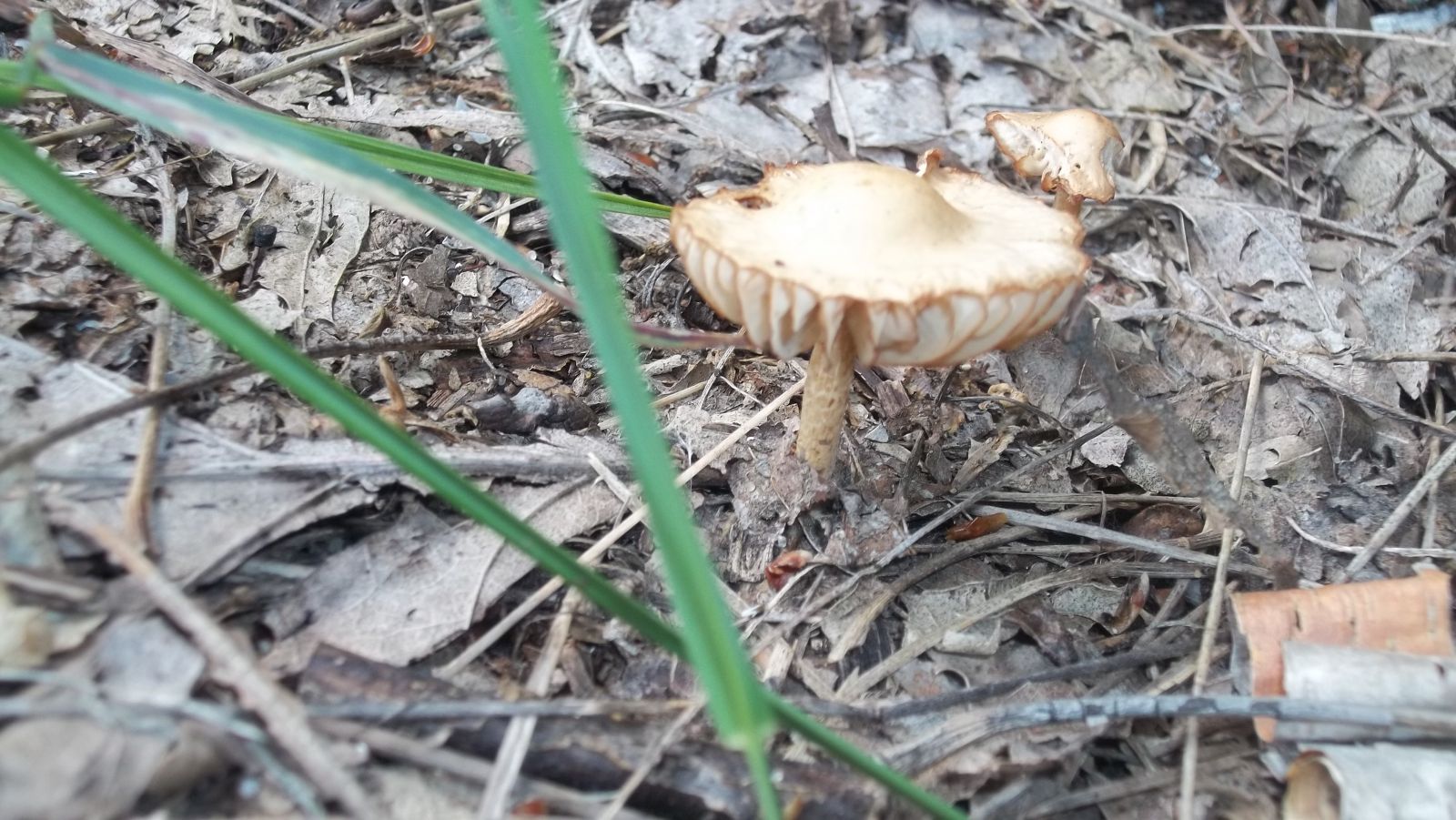 wild mushroom 2