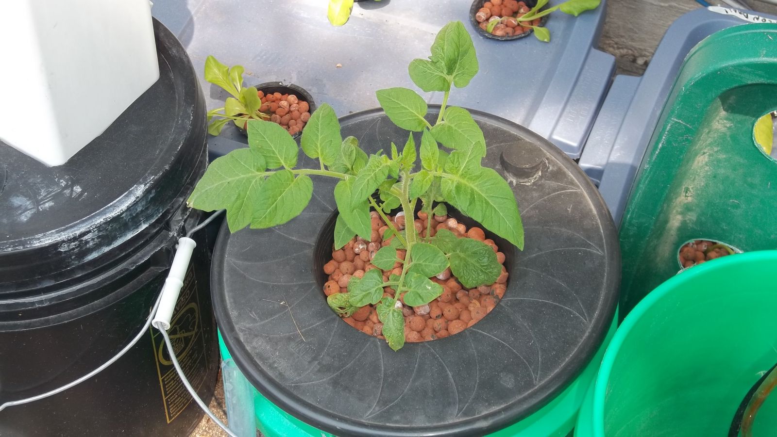 Early Girl Tomato Plant In Hydroponics