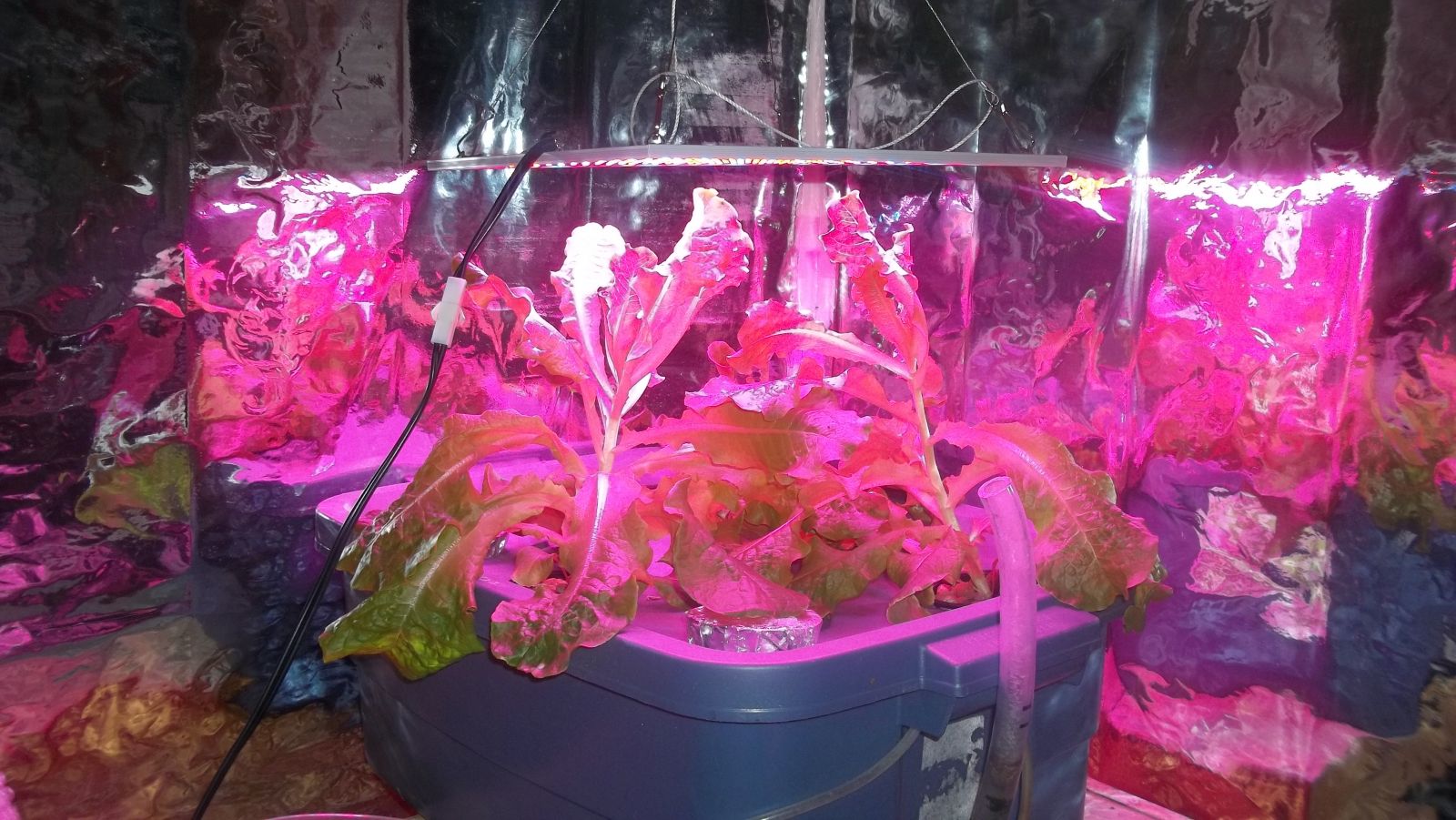 Lettuce In Hydroponics