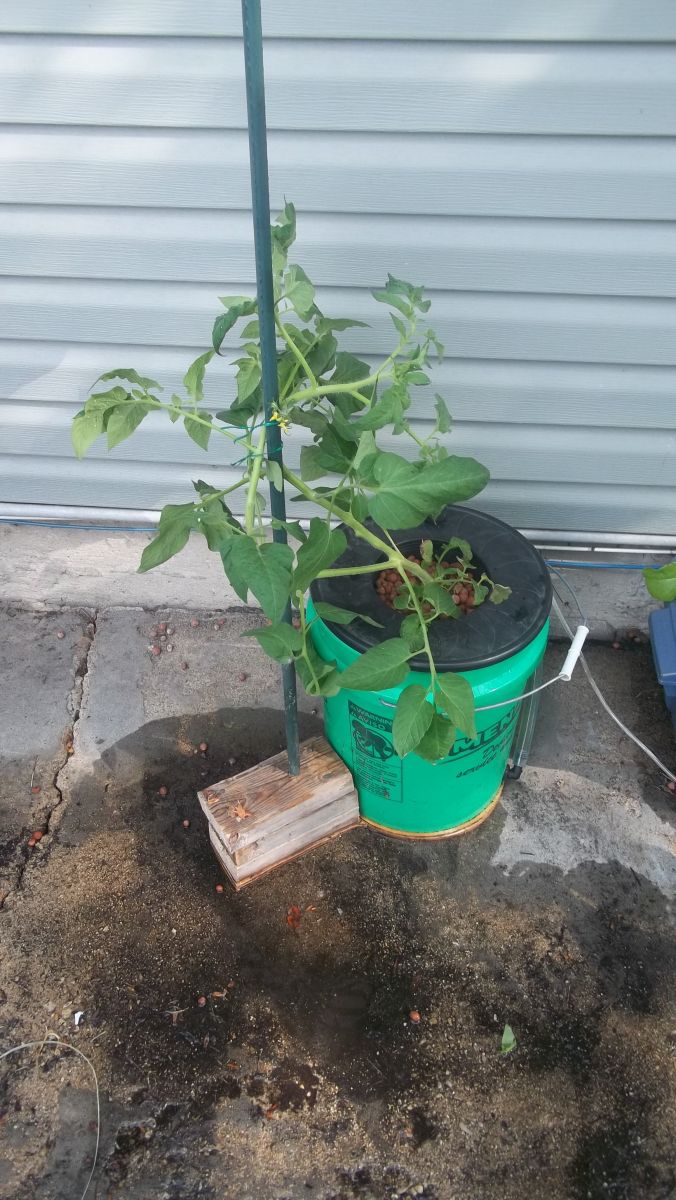 Hydroponic Tomato Support