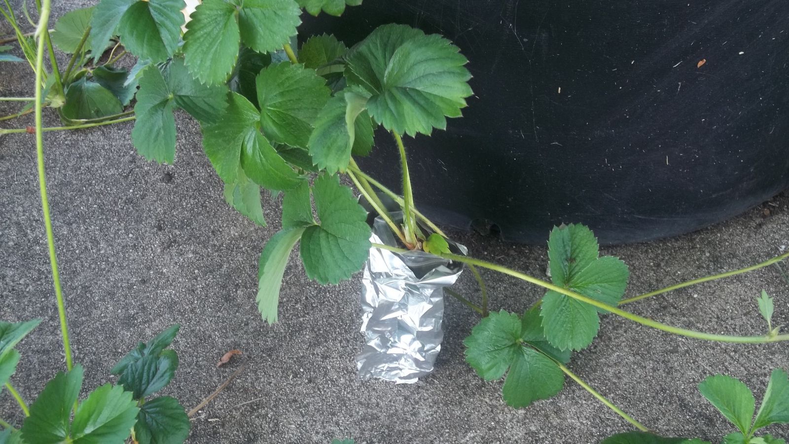How To Root Strawberry Runners
