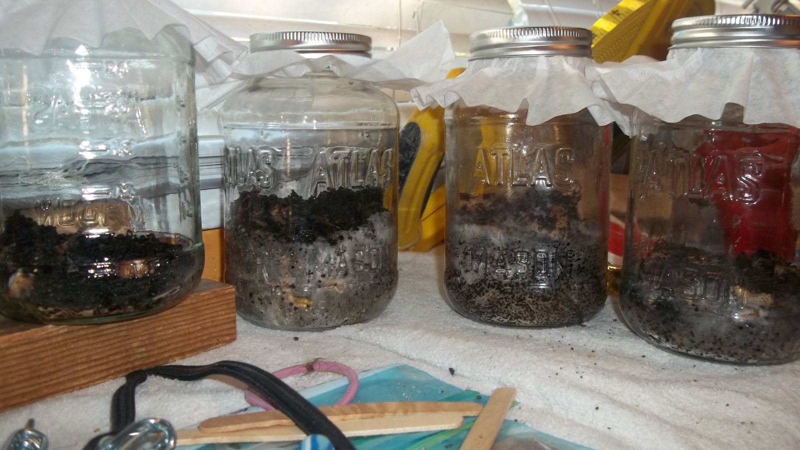 Growing Mushrooms From Coffee Grounds