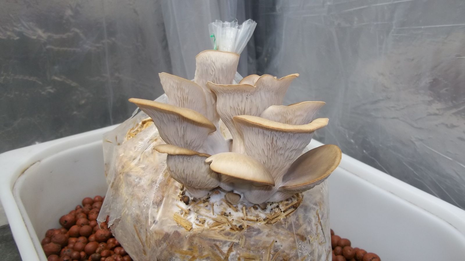 Oyster Mushrooms 