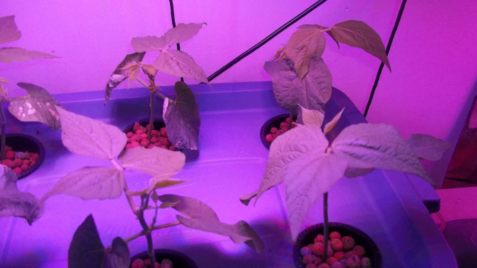 LED grow light