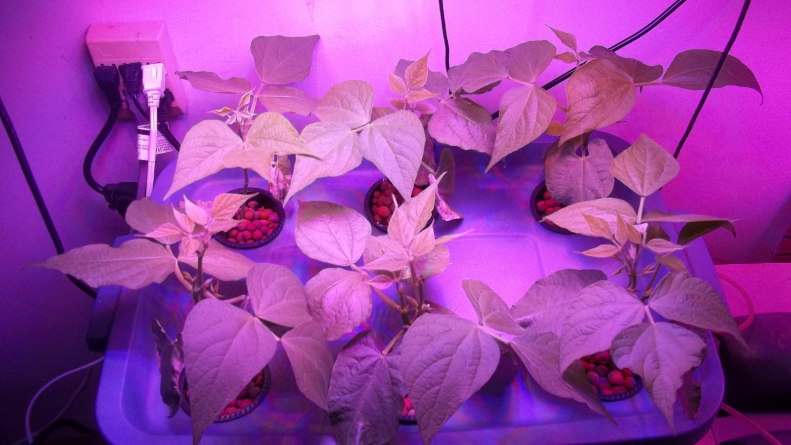 600 watt LED Grow Light