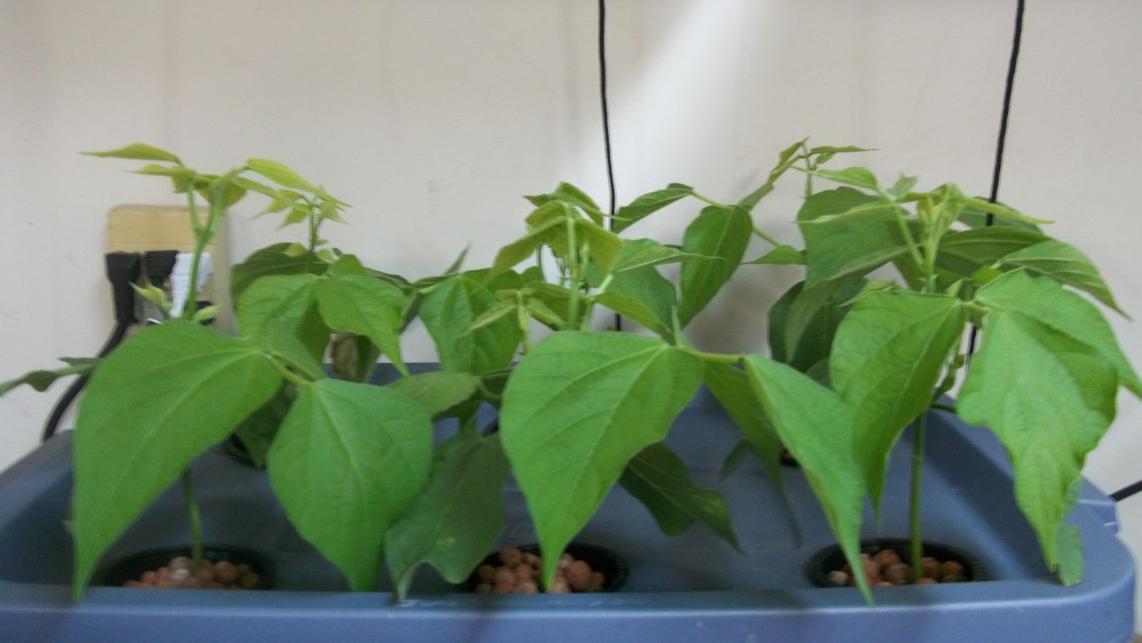 hydroponic beans