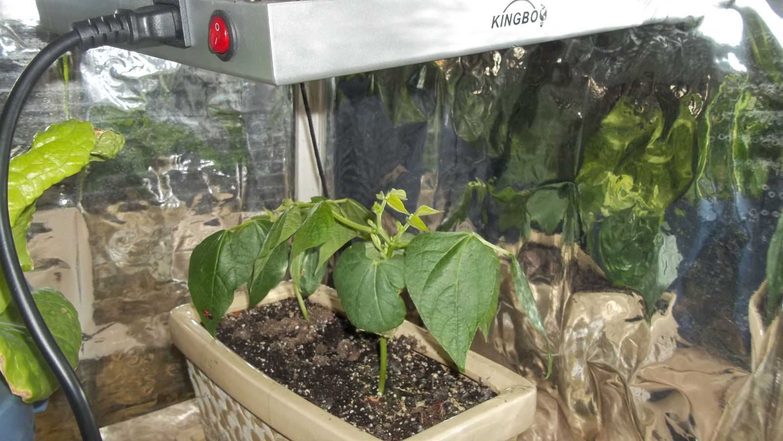 Ningbo LED grow
