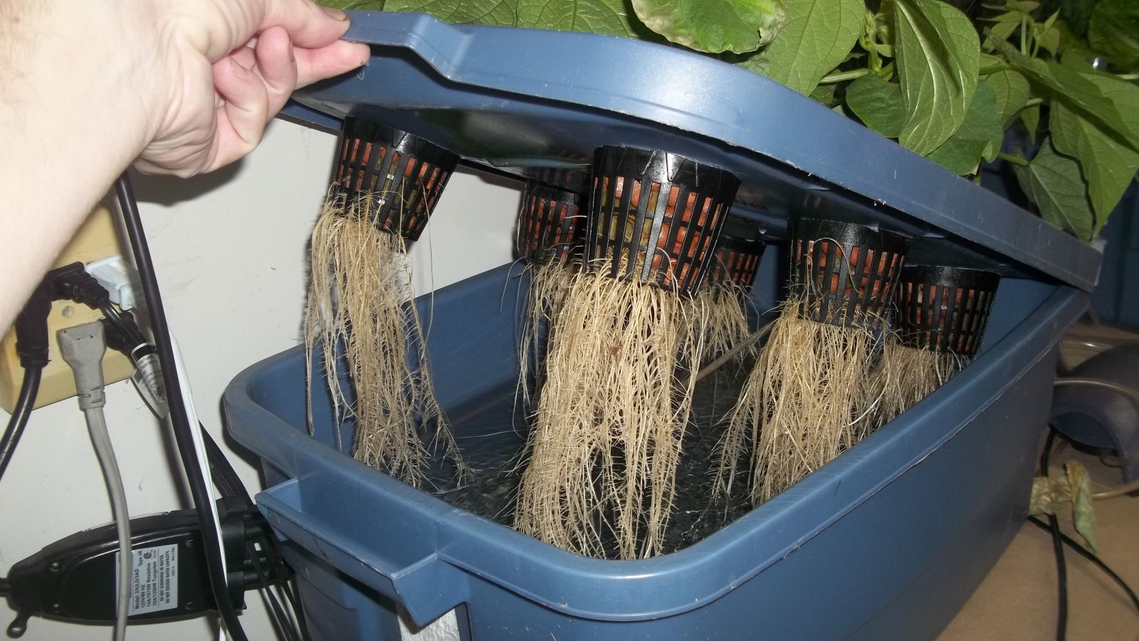 hydroponic beans roots
