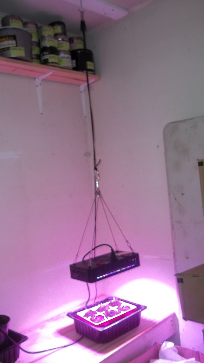 Niello 300 watt LED Grow Light Review