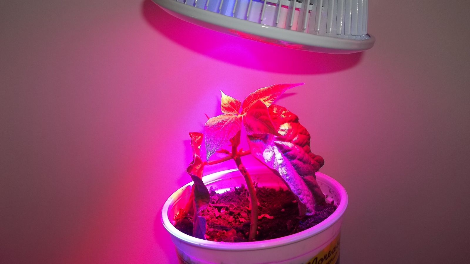 LED grow light