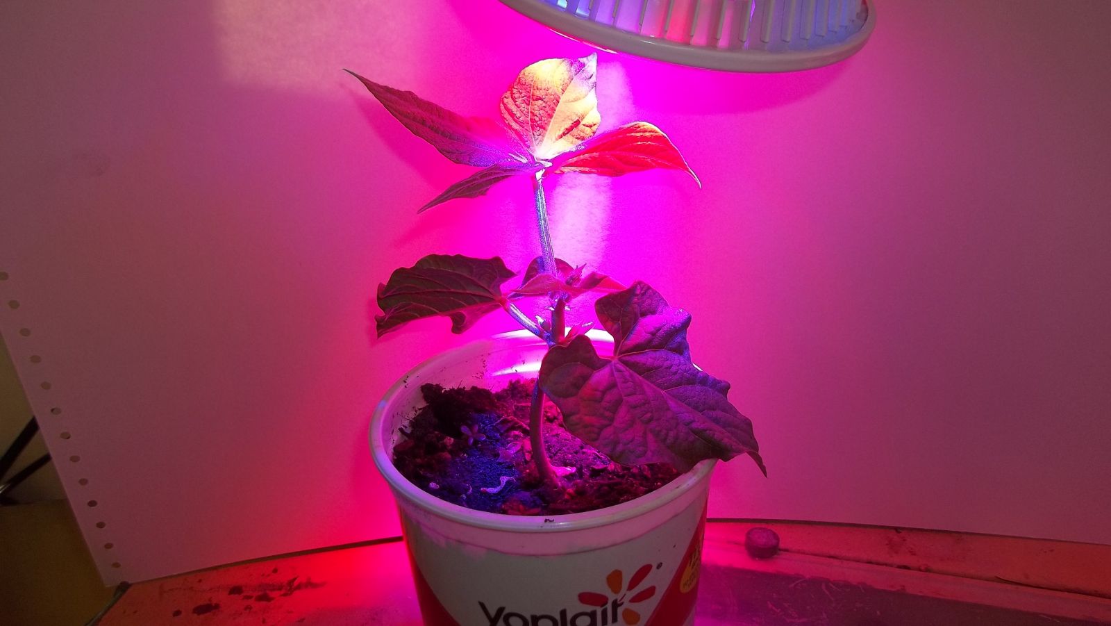 LED grow light