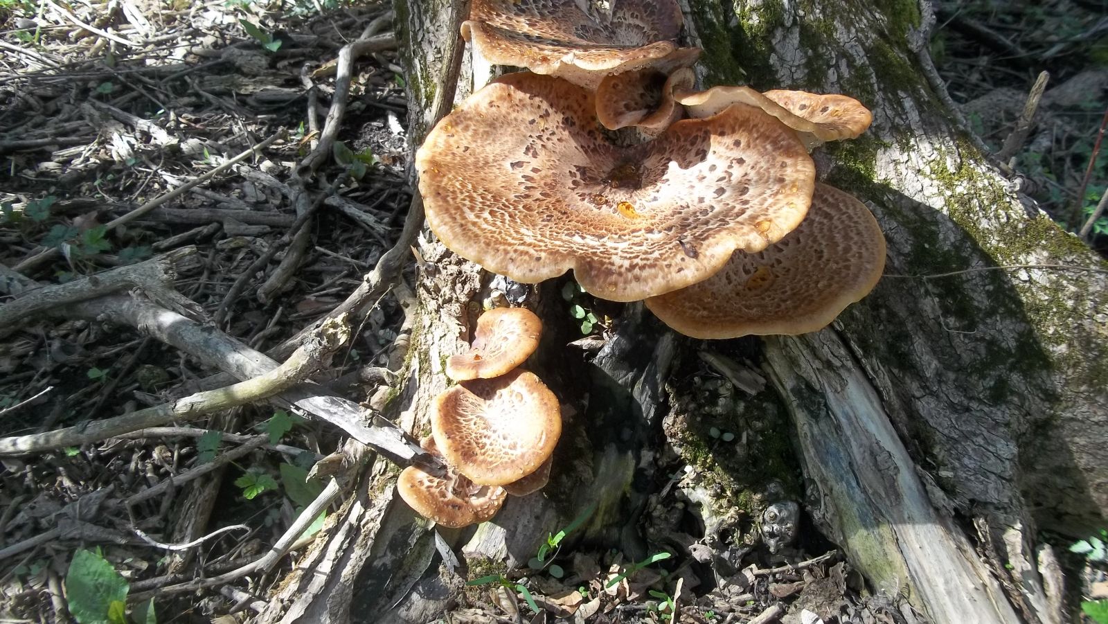 pheasant back mushrooms 2018