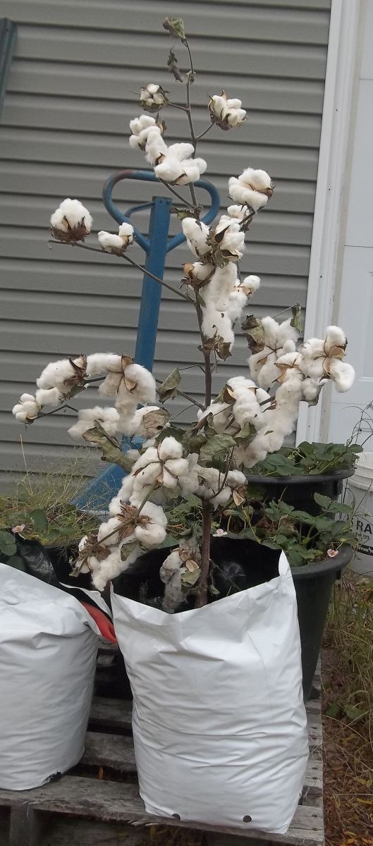 Growing Cotton In Containers