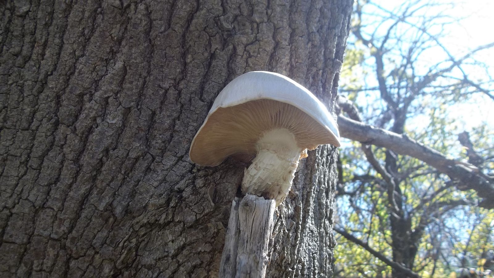 white mushroom