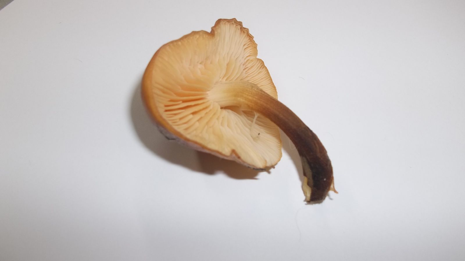 Obama Mushroom Gills