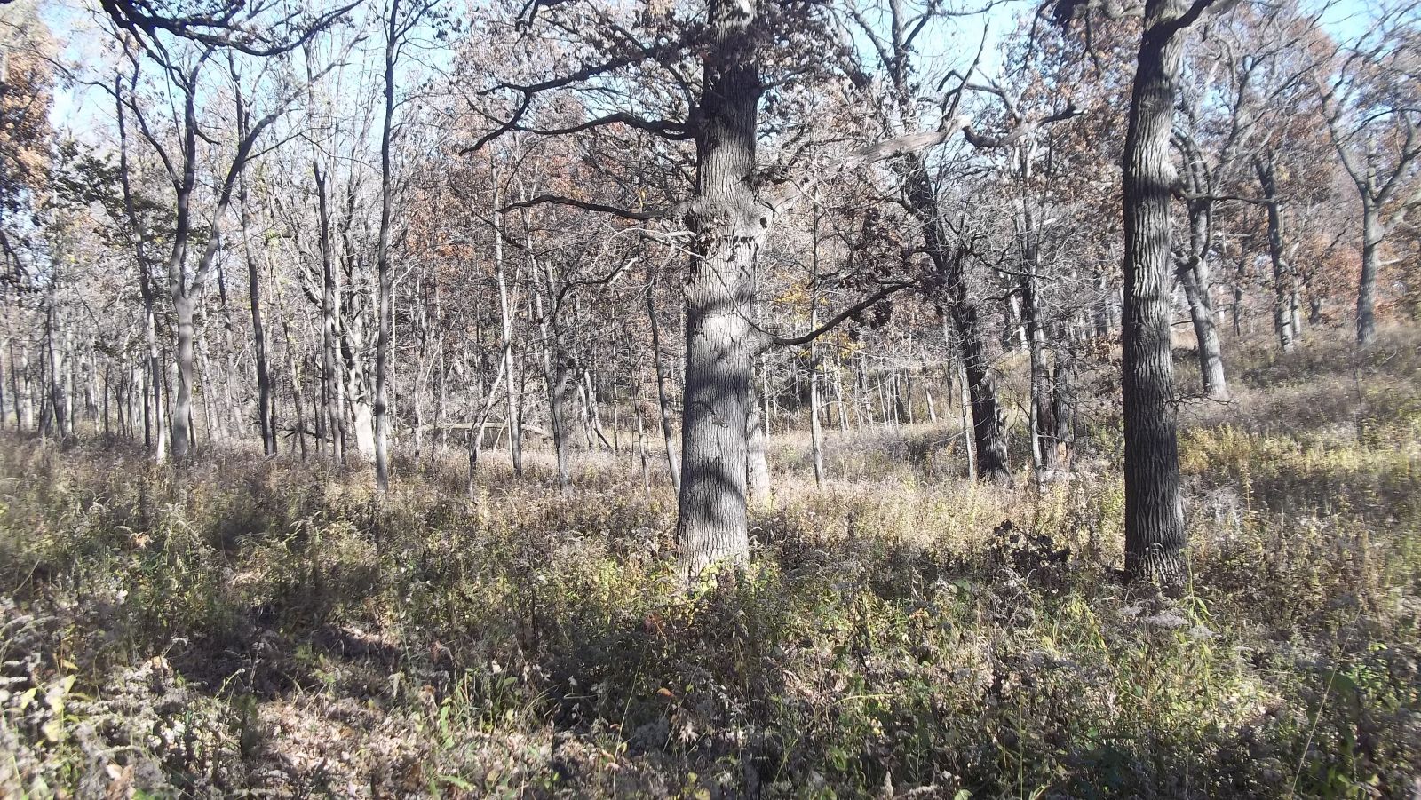 mushroom hunting woods