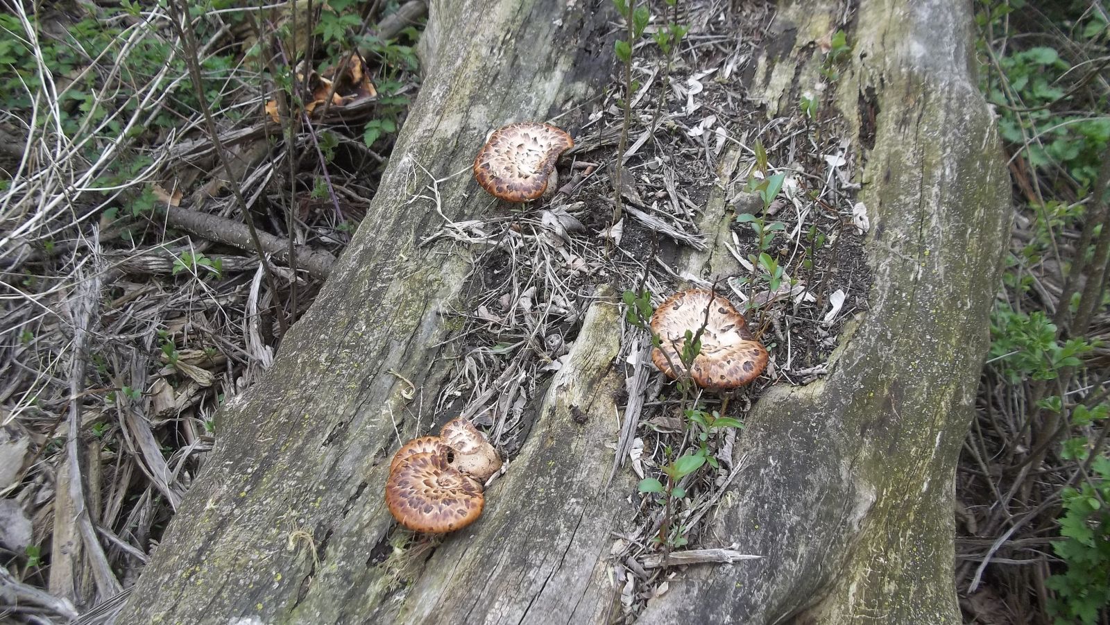 mushroom hunting