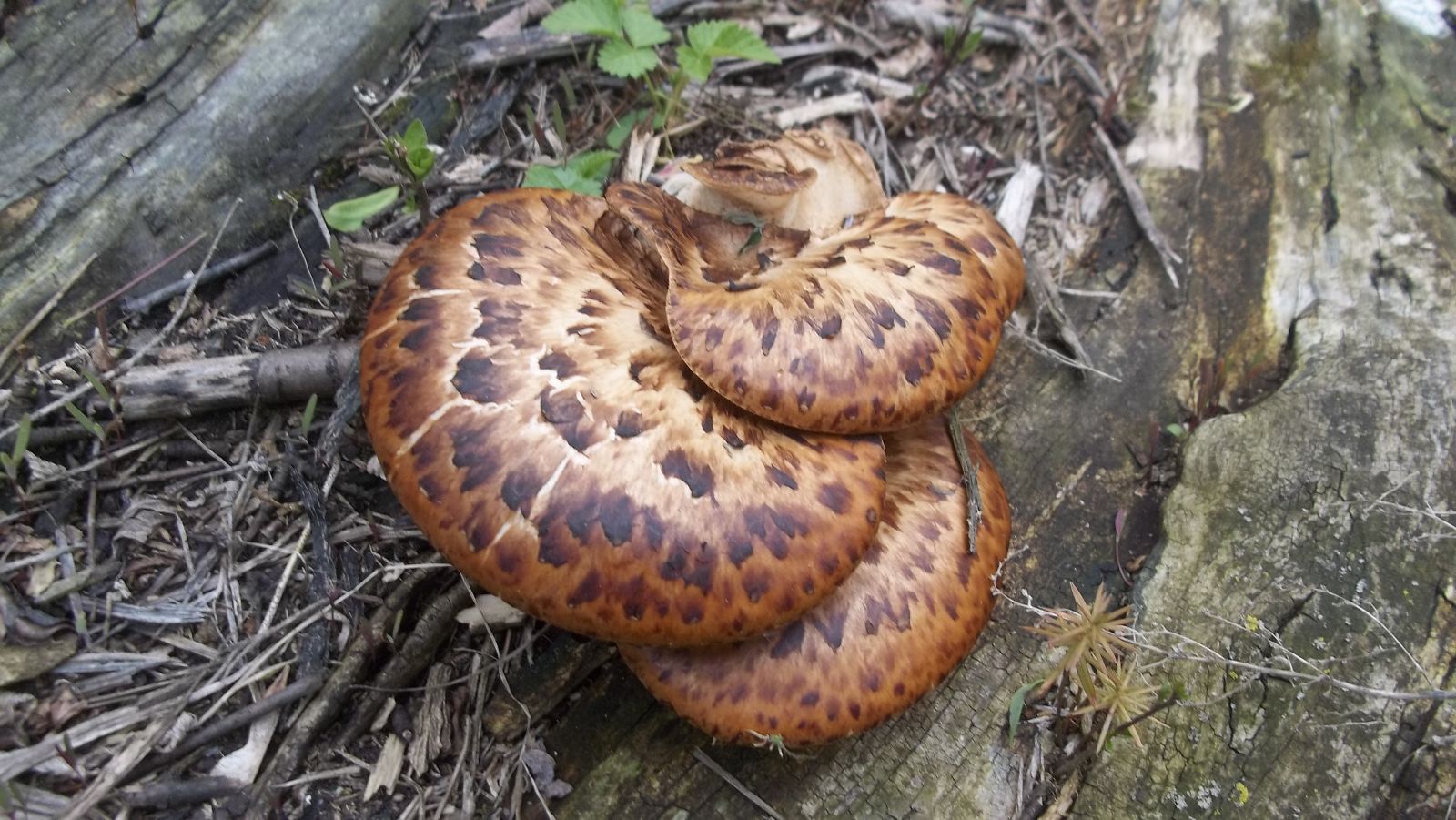 dryad's saddle mushroom