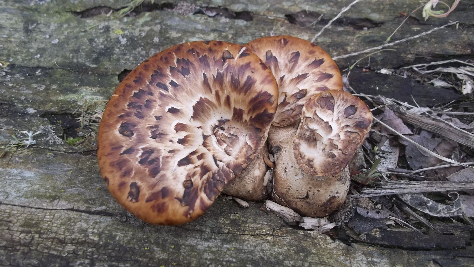dryad's saddle mushroom