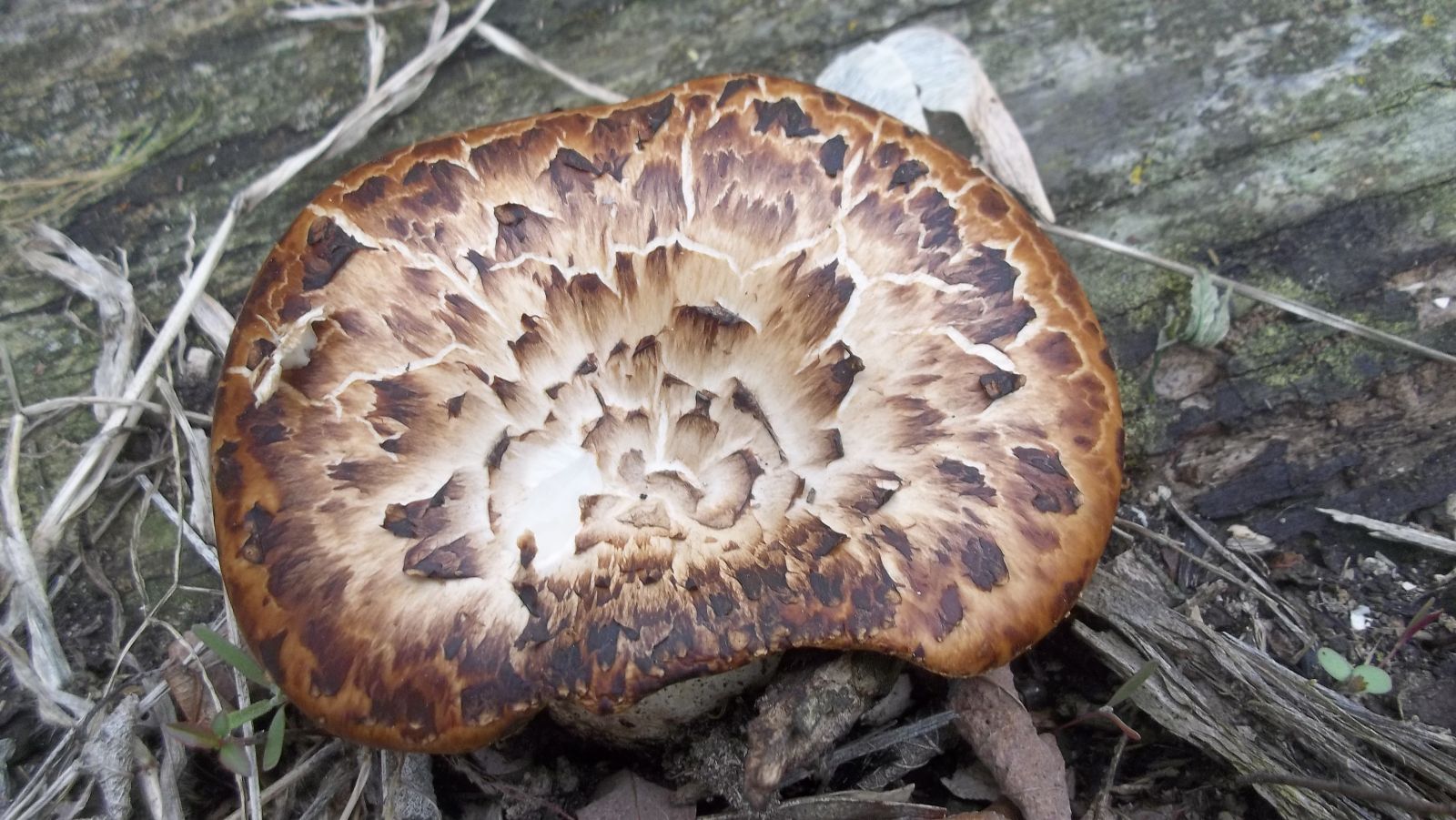 dryad's saddle mushroom