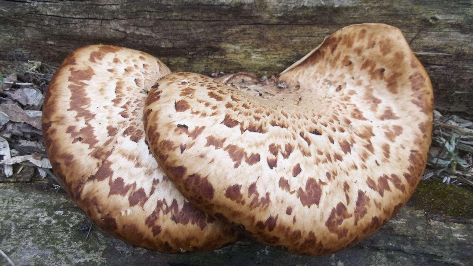 dryad's saddle mushroom
