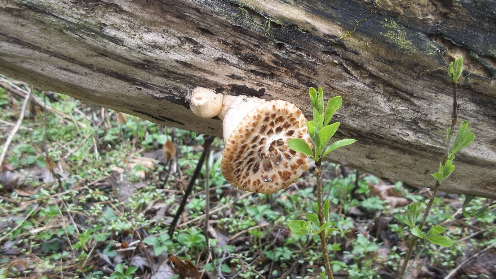 baby dryad's saddle mushroom