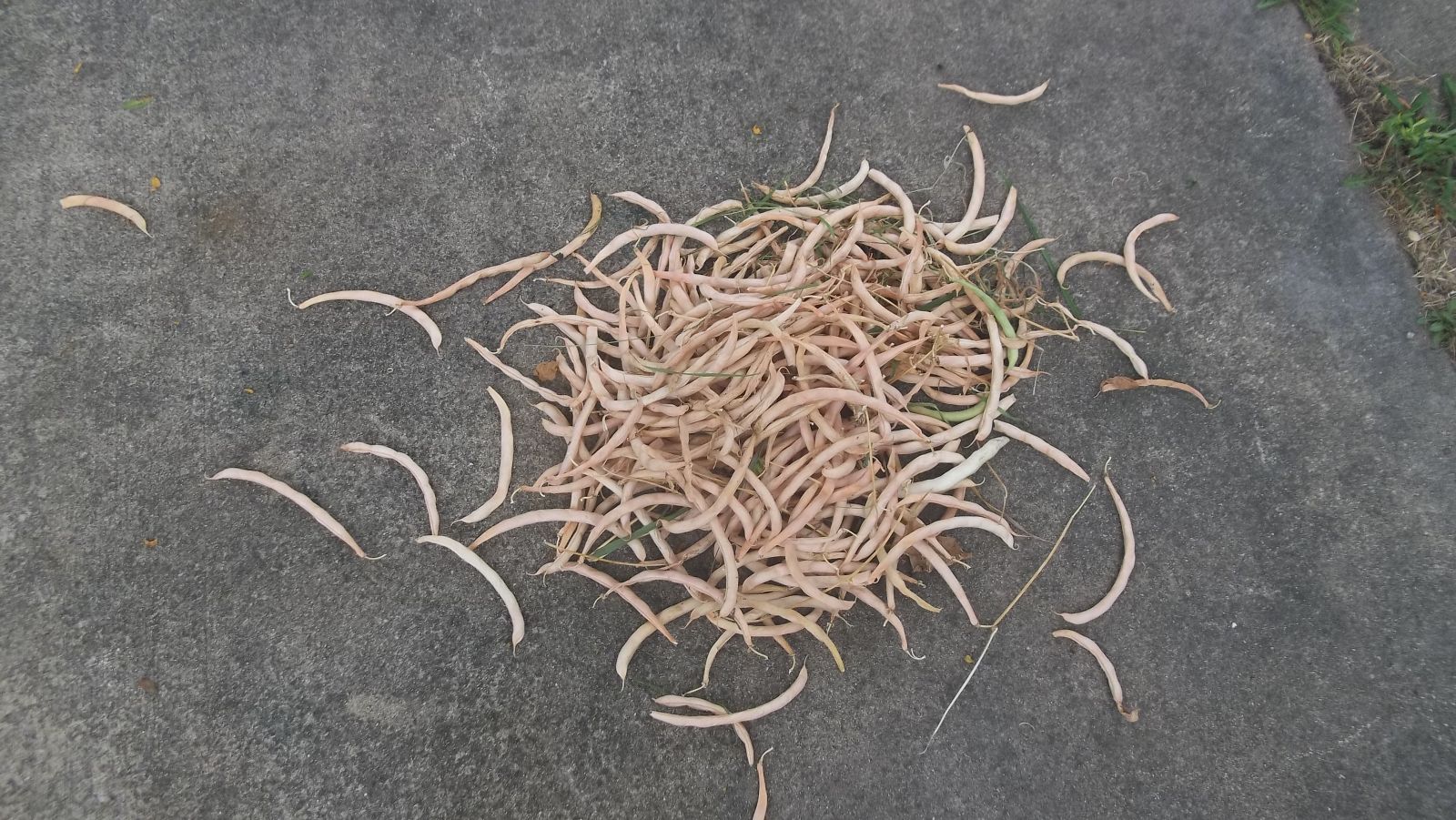 bean harvest