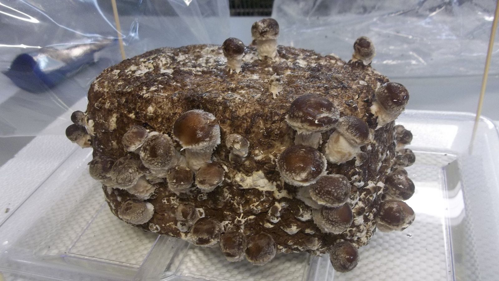 shiitake black day 3