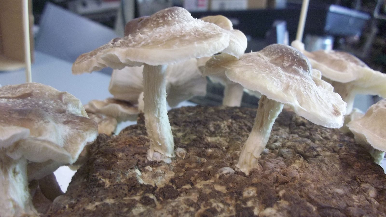 shiitake mushroom kit