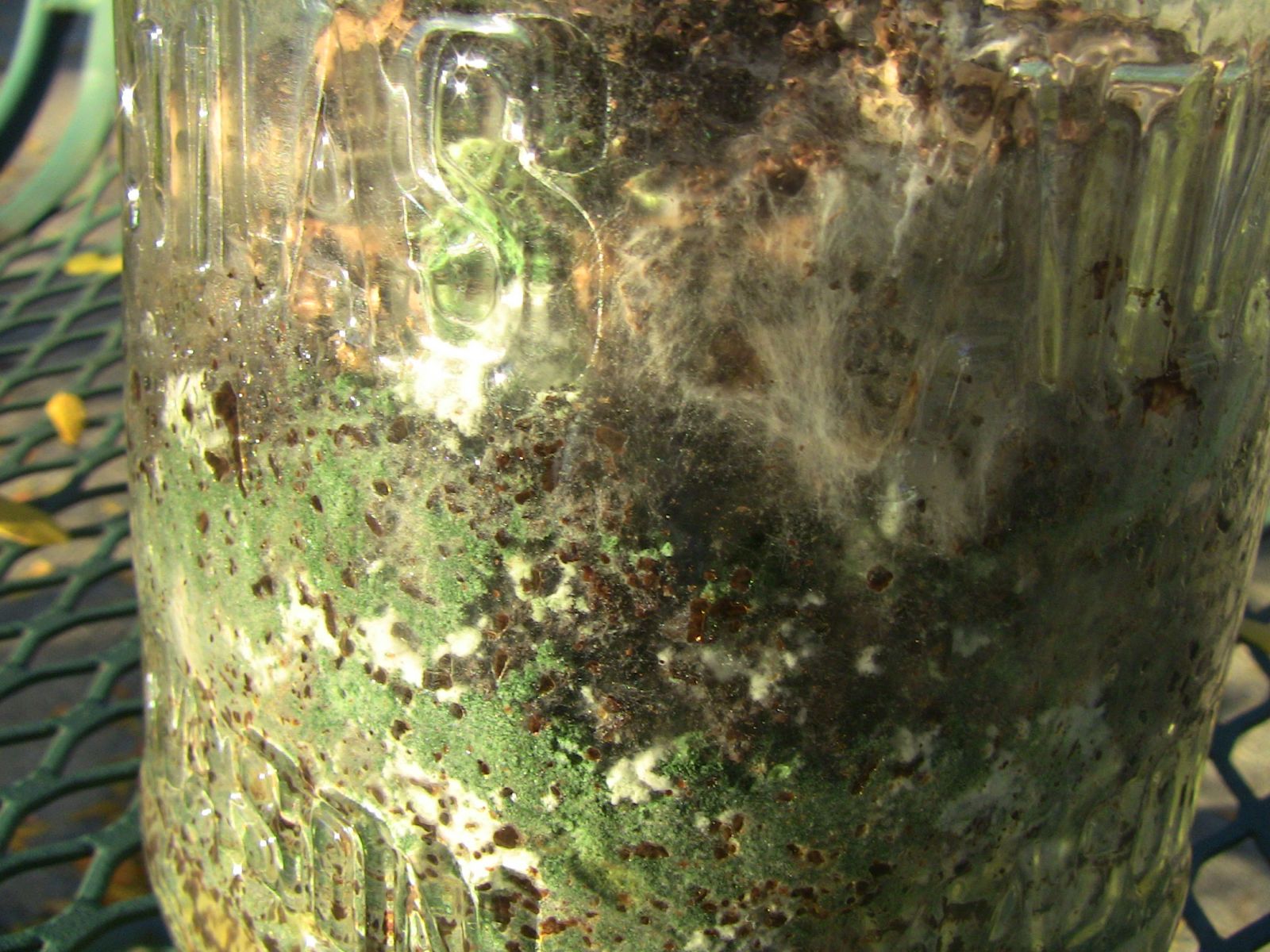 Mushroom Mycelium Contaminated With Green Mold