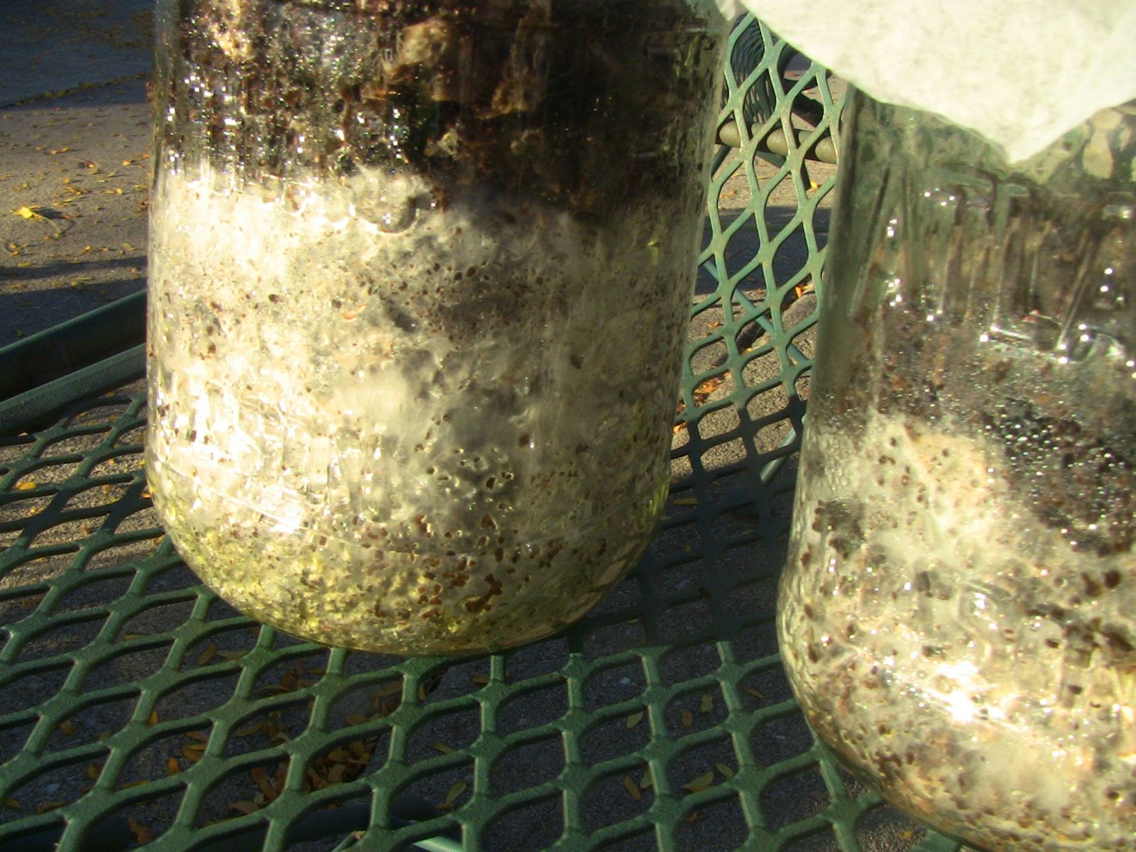 Mushroom Spawn Jar Using Coffee Grounds