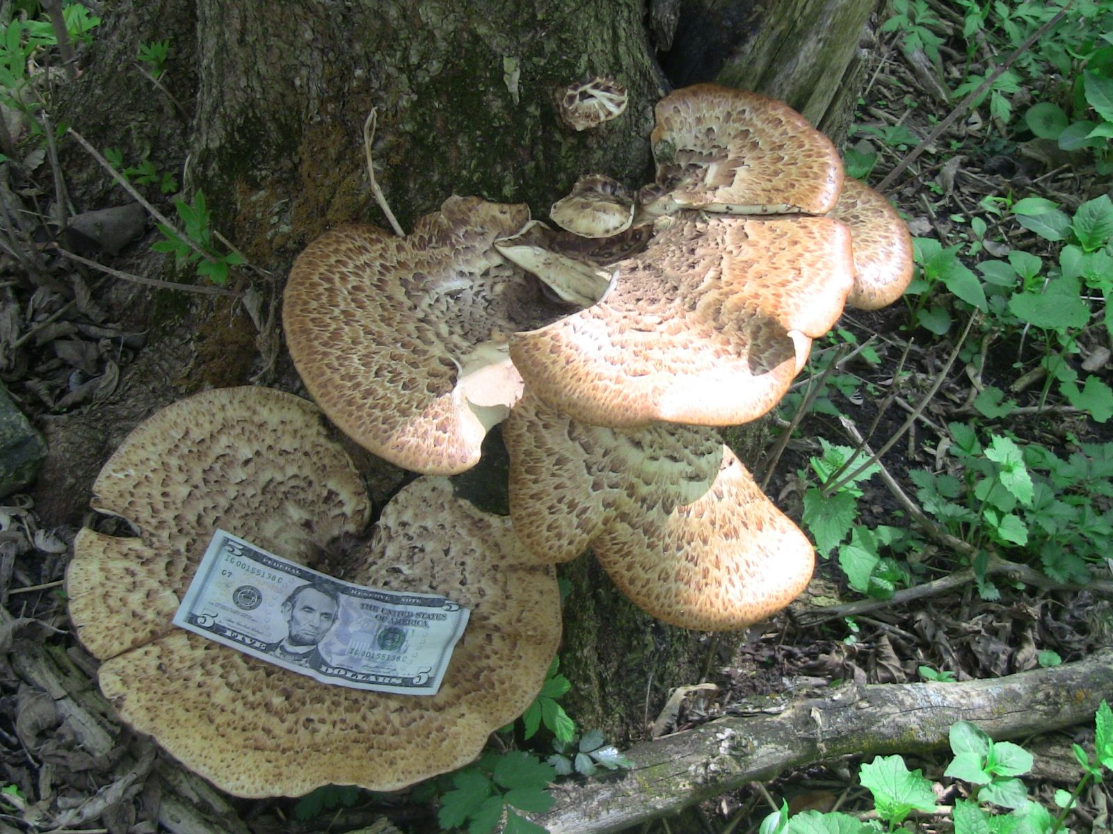 Pheasant's back mushroom (Polyporus squamosus)