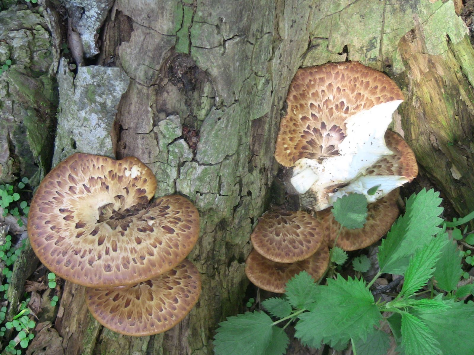 Pheasant's Back Mushrooms ( Polyporus squamosus)